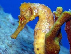 Seahorse, taken in St. Croix  by Mitch Bowers 